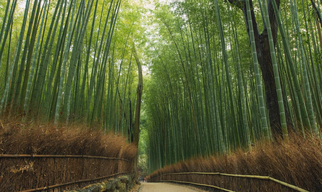 Bamboo Forests