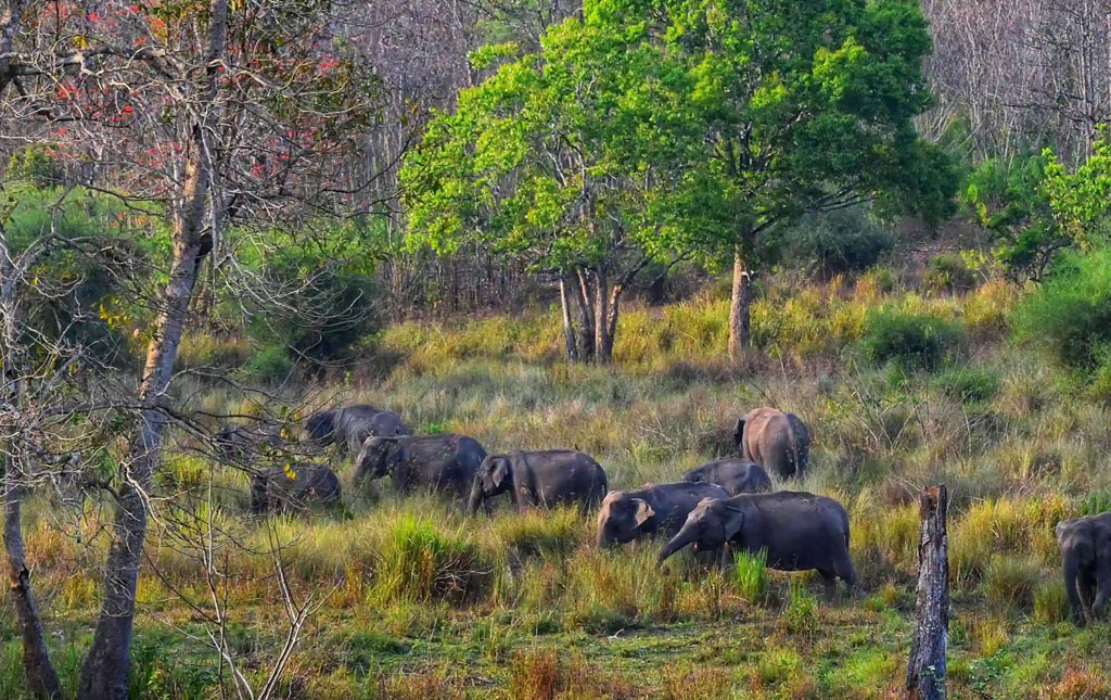 Muthanga Sanctuary