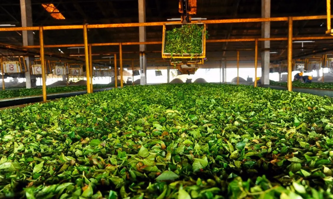 Ripon Tea Factory